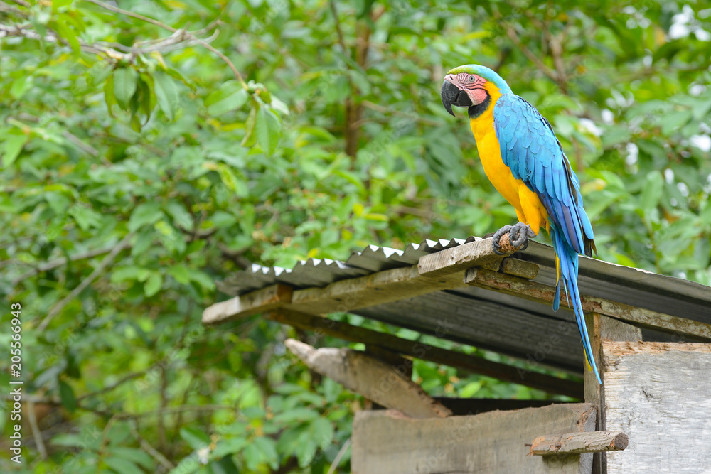Obraz premium Closeup of a blue-and-yellow macaw