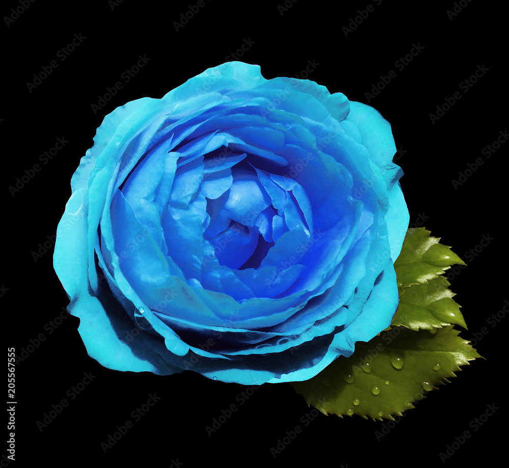 Fototapeta premium sky blue flower roses on the black isolated background with clipping path no shadows. Rose with green leaves. For design. Closeup. Nature.
