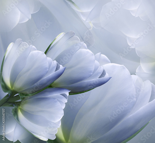 Floral  blue-white beautiful background.  Flower spring  composition of tulips.   Nature. © nadezhda F