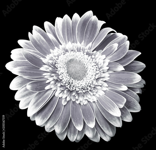 Fototapeta Naklejka Na Ścianę i Meble -  White-black gerbera flower on the black isolated background with clipping path.   Closeup.  For design.  Nature.