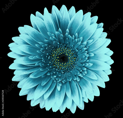 Turquoise gerbera flower on the black isolated background with clipping path. Closeup. For design. Nature.
