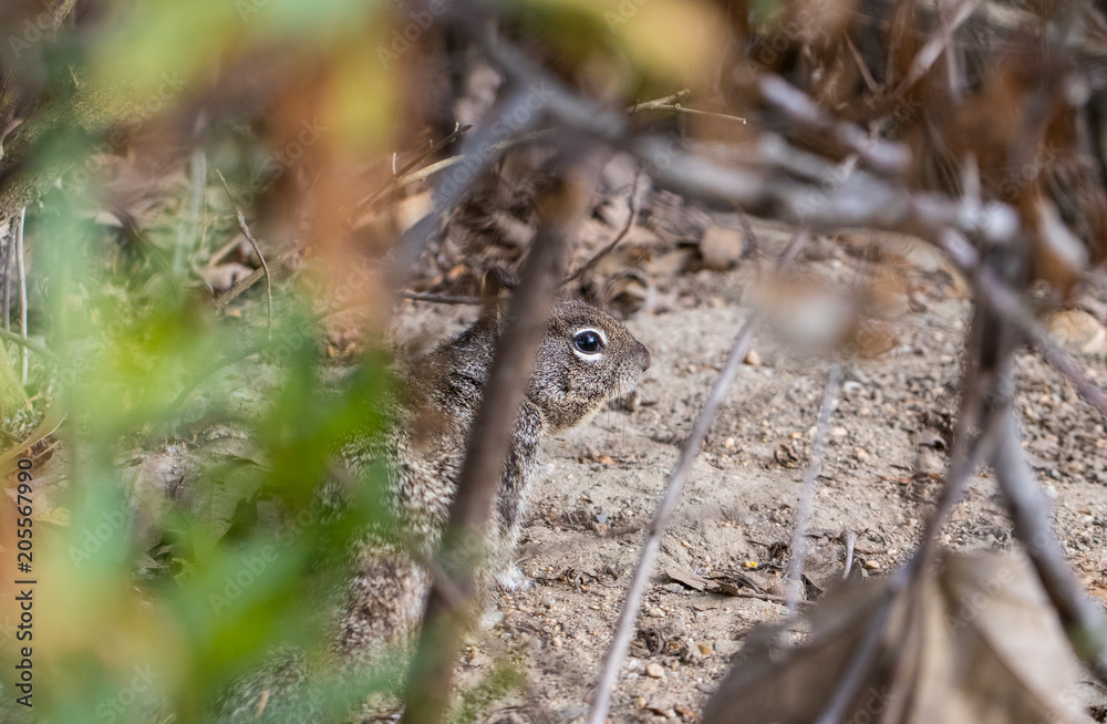 squirrel in the brush close up squirrel in the brush close up