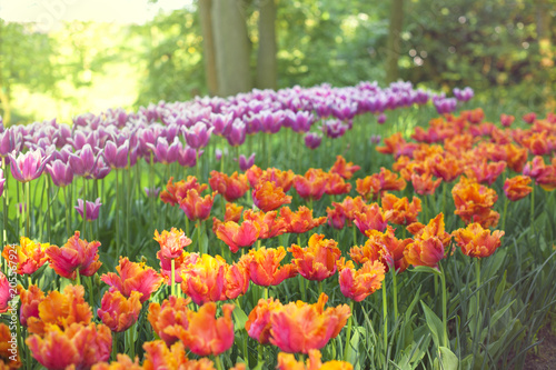 Different tulips tulips on the flowerbed Keukenhof Holland. Spring. Photo with toning. © Marina