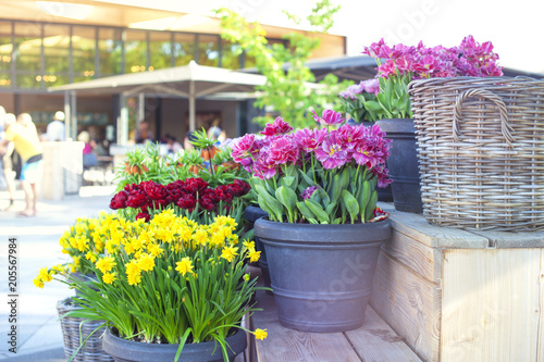 Different tulips tulips in pots in the park Keukenhof Holland. Spring.