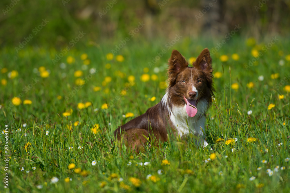 Border collie sitting in a flower meadow
