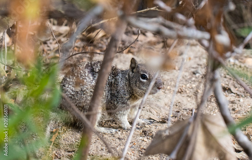 squirrel hiding in the brush close up © K KStock