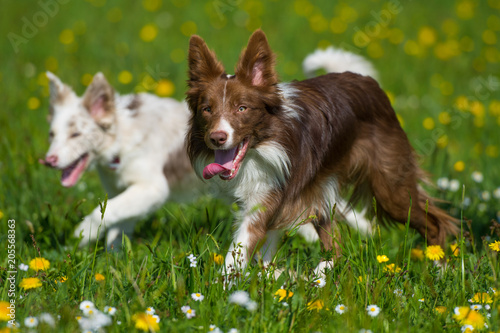 Two border collies in a spring flower meadow