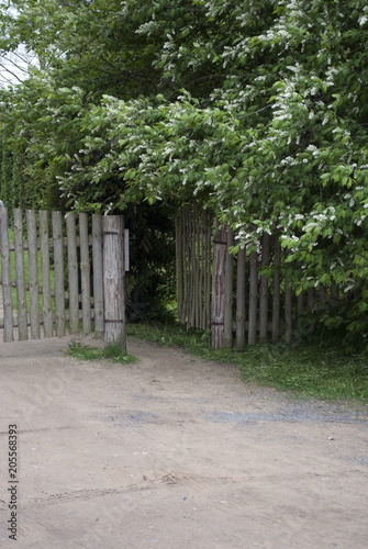 Gate in an old wooden fence, overgrown with bushes