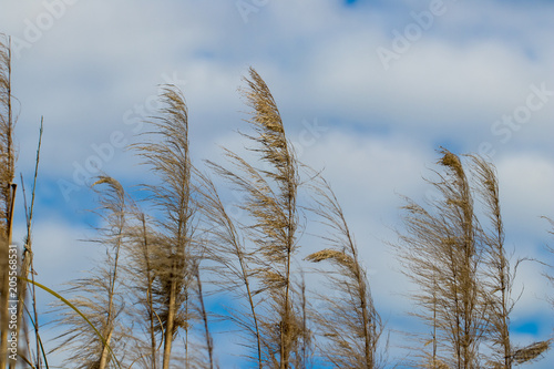 marsh grass blowing in the wind with blue sky and clouds