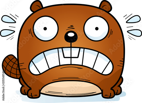 Terrified Little Beaver