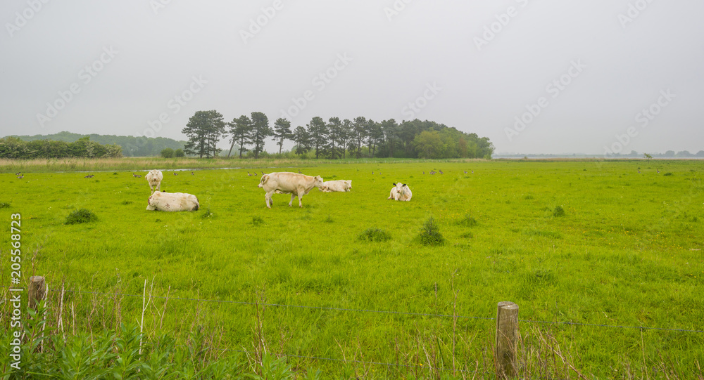 Herd of cows in a green meadow in spring