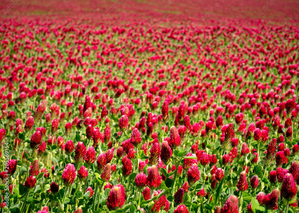 A meadow full of Italian clover (Trifolium incarnatum) plants A meadow full of Italian clover (Trifolium incarnatum) plants