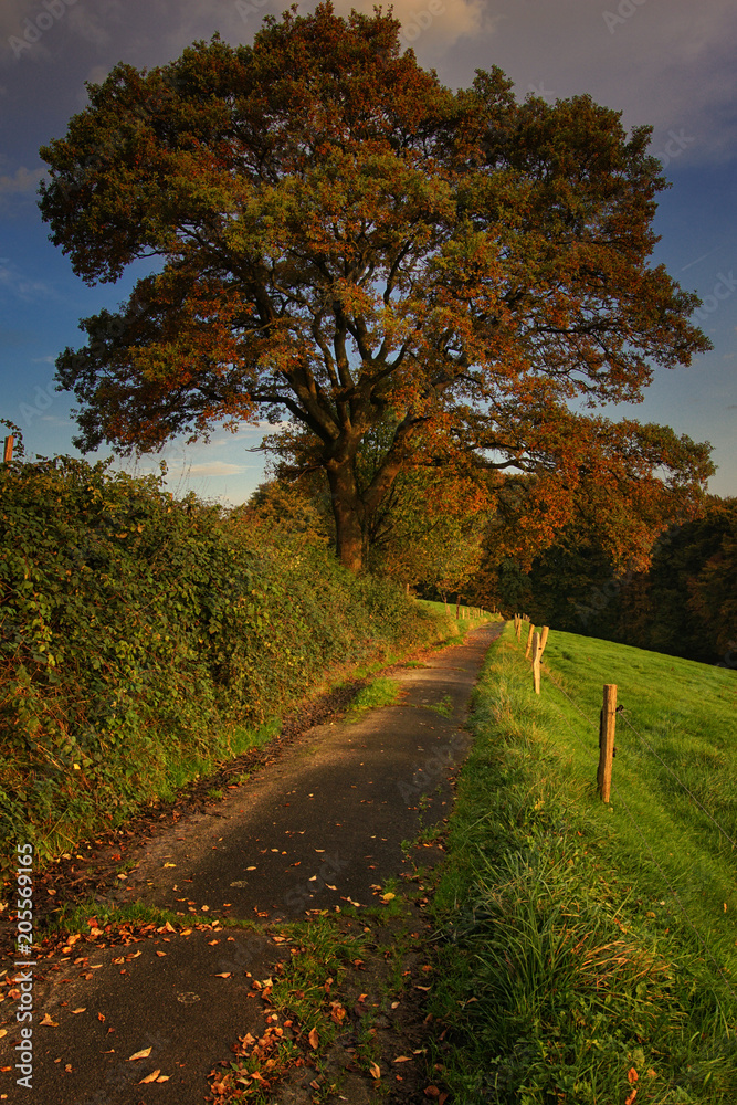 Hiking trail through meadows in morning sunlight, Odenthal, Germany