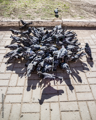 Big group of pigeons eating seeds on the street. Sunny day.