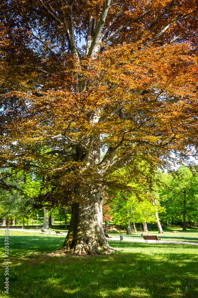 Ein große Buche steht in einem Park Ein große Buche steht in einem Park