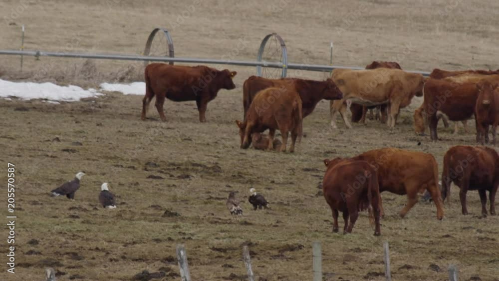 Convocation of bald eagles flapping around cows Convocation of bald eagles flapping around cows
