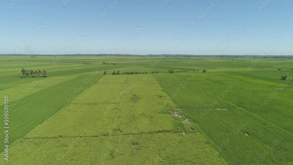 Aerial view of rice terrace, agricultural land of farmers. Tropical landscape with farmlands on Luzon, Philippines. Rice fields against the blue sky. Aerial view of rice terrace, agricultural land of farmers. Tropical landscape with farmlands on Luzon, Philippines. Rice fields against the blue sky.
