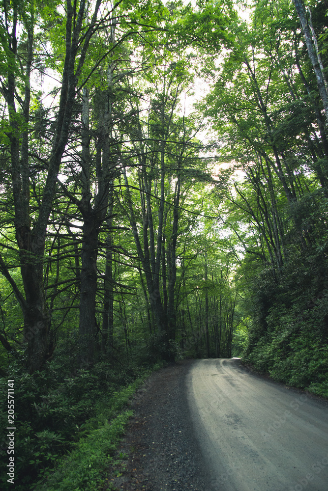 Fototapeta premium Tree lined road