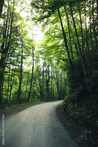 Tree lined road