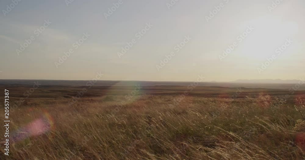 Dolly of grassland in early evening sun light Dolly of grassland in early evening sun light