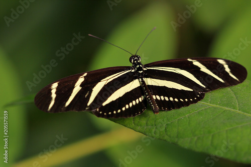 Tableau sur toile Tropical striped butterfly dido longwing (tiger longwing) on the leaf