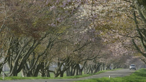 桜並木