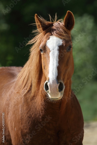 American Quarterhorse Portrait