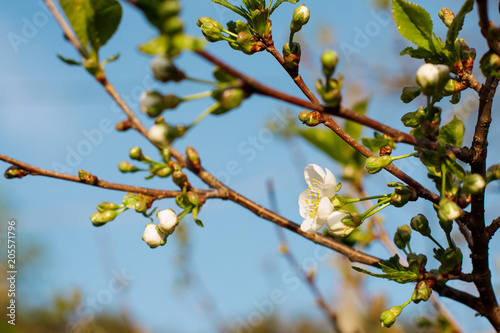 Spring. Blossoming cherry.