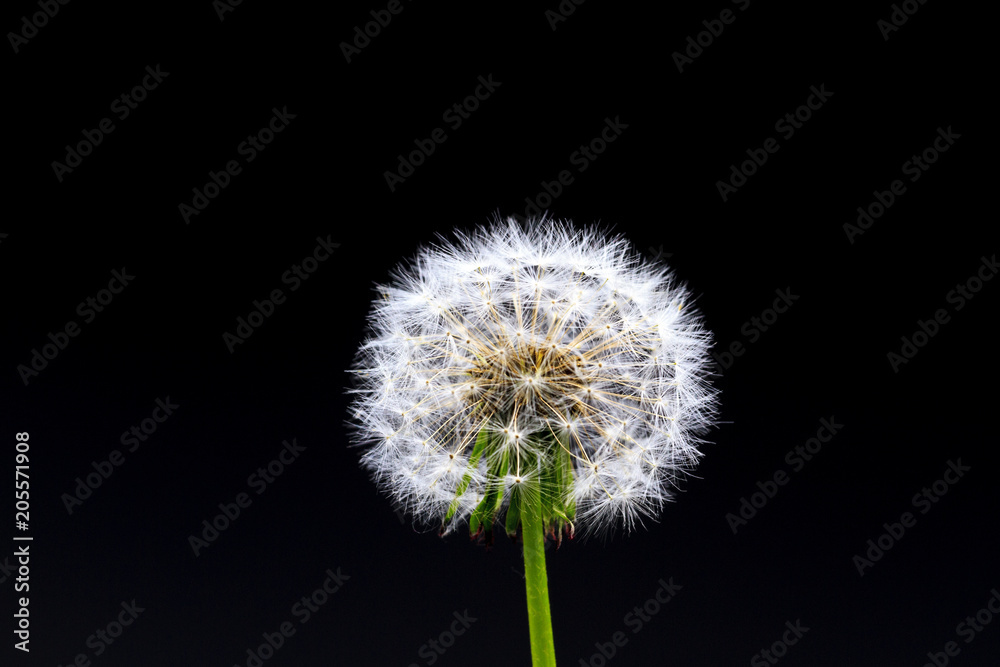 Dandelion on a black background Dandelion on a black background