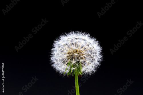 Dandelion on a black background