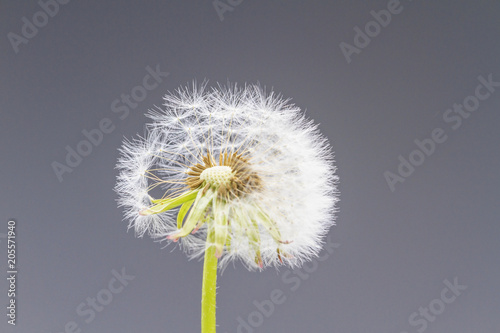Fototapeta Naklejka Na Ścianę i Meble -  natural baldness - dandelion and fluffy