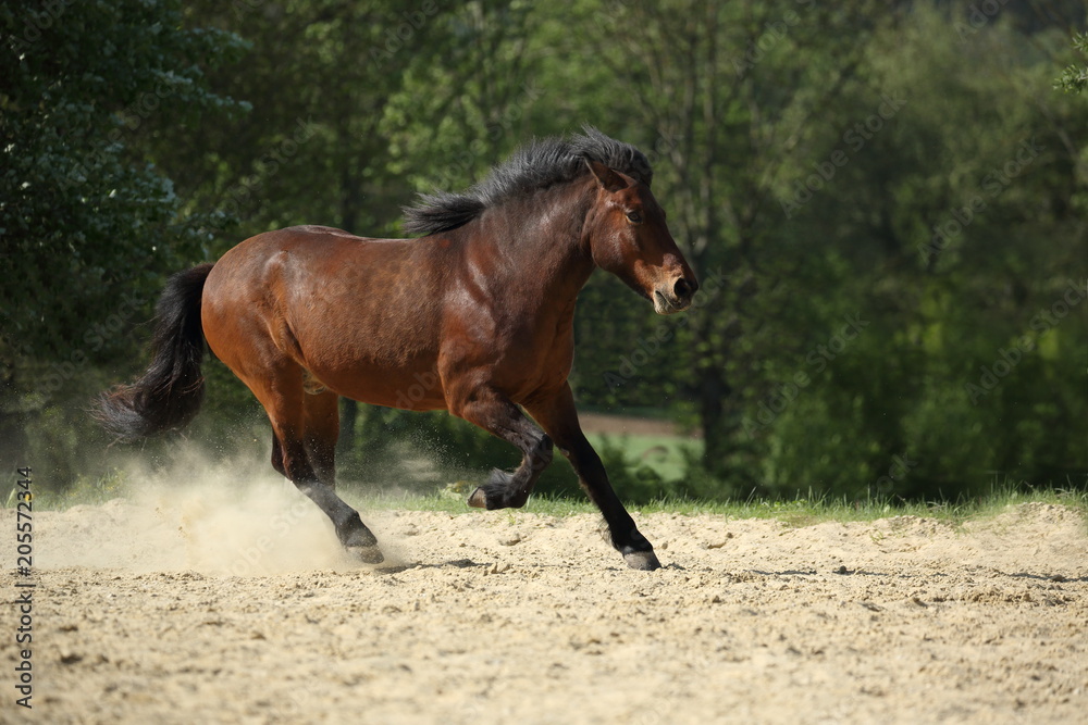 Braunes laufendes Pferd ohne Reiter von rechts Braunes laufendes Pferd ohne Reiter von rechts
