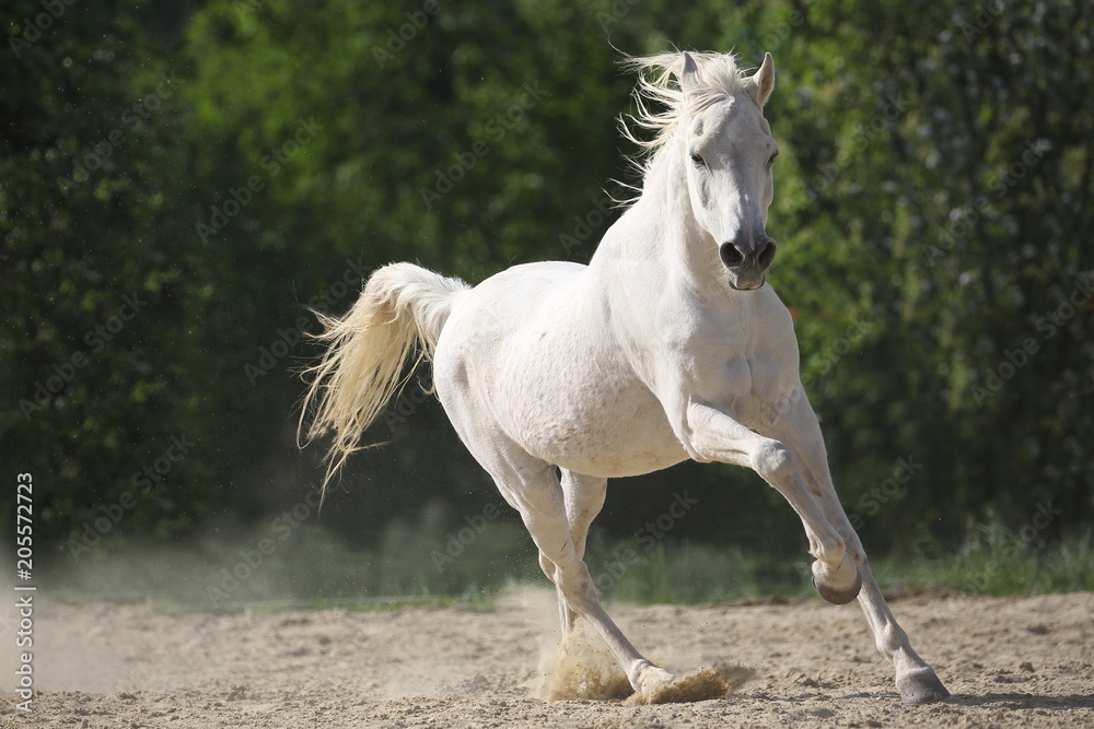 Weißes Araber Pferd frei laufend Stock Photo | Adobe Stock