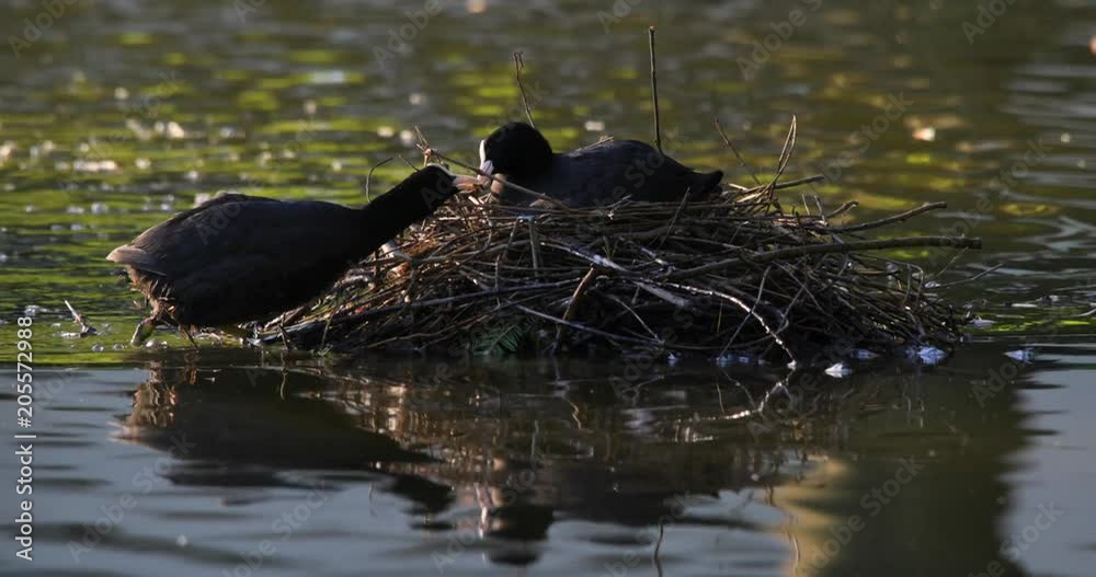 Pair of Coot birds with newly hatched nestlings in a nest on water surface during a spring nesting period Pair of Coot birds with newly hatched nestlings in a nest on water surface during a spring nesting period