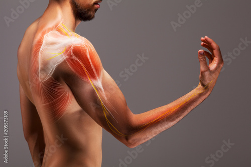 Man with extended arm. Illustrated representation of the tendon, scapula and nerves of the human arm.