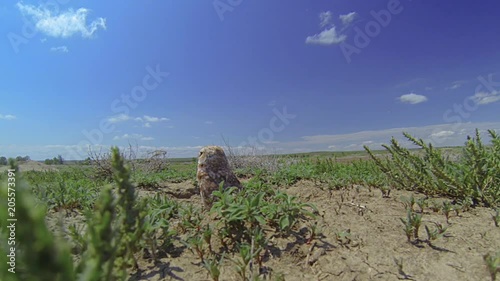 BurrowingOwl GOPR0031 C photo