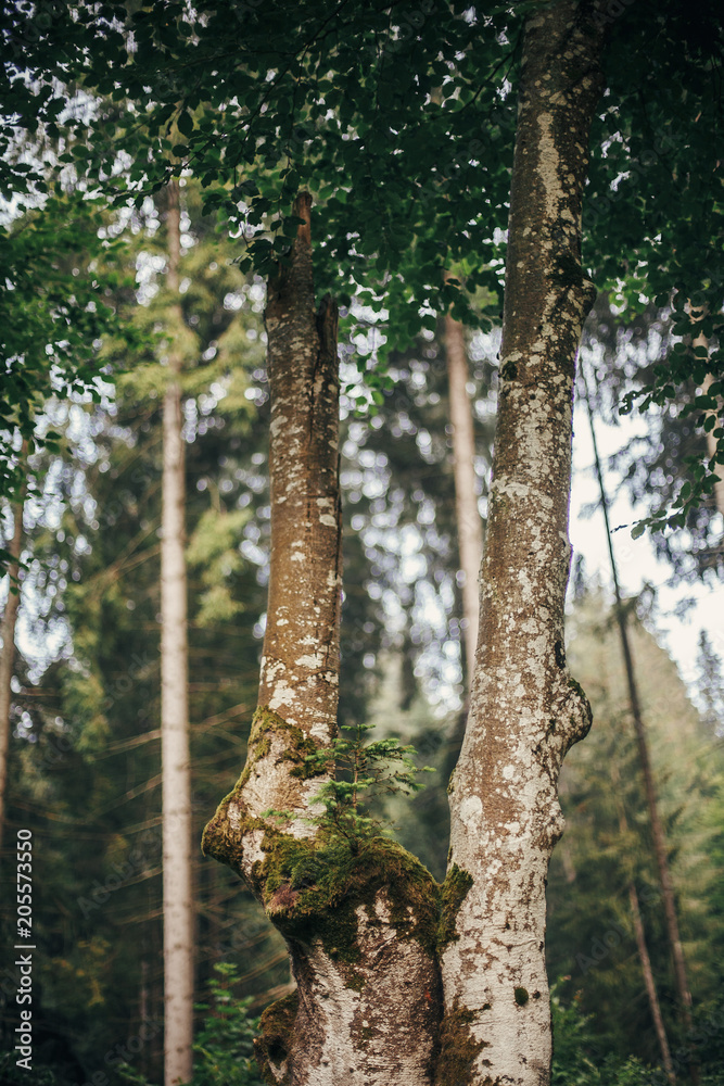 Fototapeta premium beautiful trees with moss on bark in woods. tree stem with little pine growing branches in sunny forest. environmental protection. fresh beauty, nature wallpaper. flora in mountains