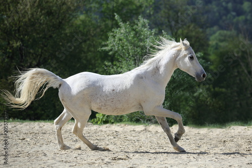 Weßes Araber Pferd frei laufend von rechts © Christian Löffler