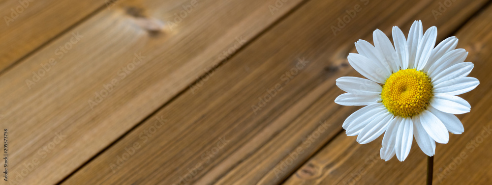 Obraz premium Daisy flower on the right with wooden background