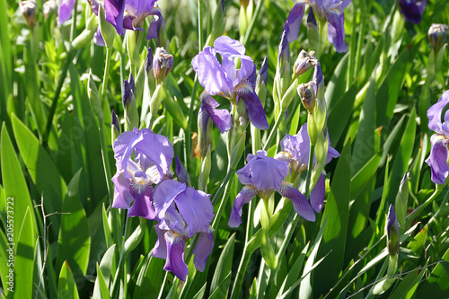 Fototapeta Naklejka Na Ścianę i Meble -  iris flower, purple iris flower

