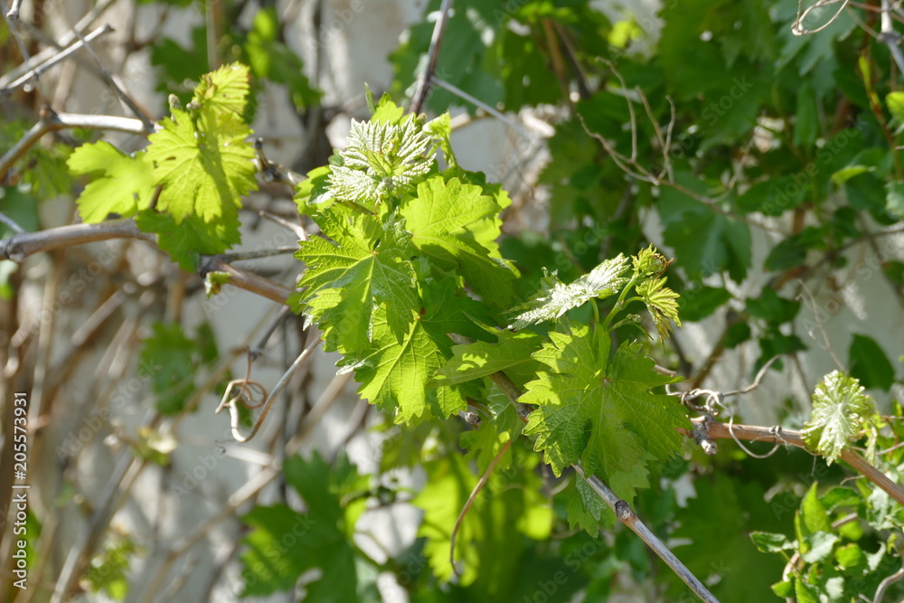 grape vine leaves,
grape vine leaves,