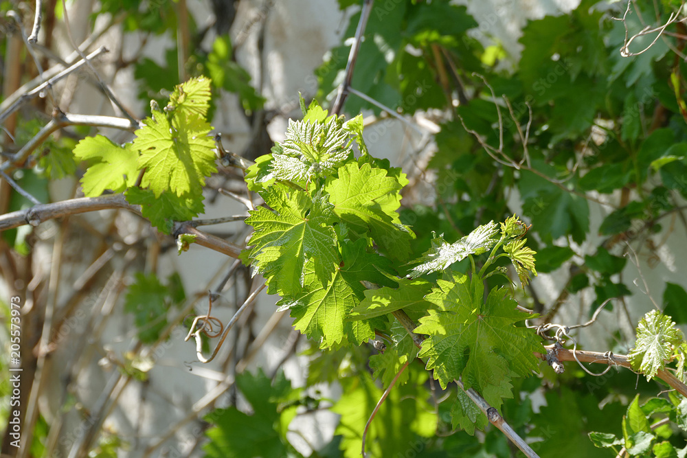 grape vine leaves,
grape vine leaves,