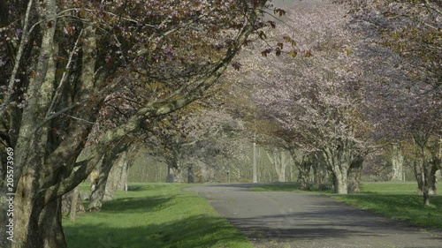 桜並木