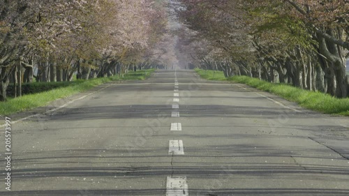 桜並木