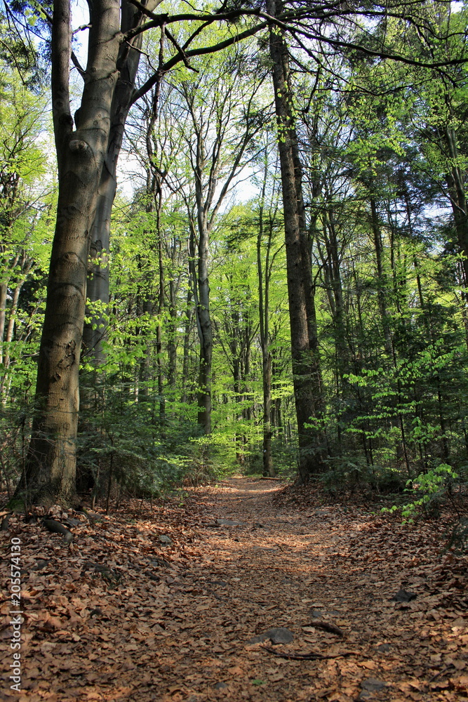 Spring forest, a tourist trail through a fir forest in the Świętokrzyskie Mountains