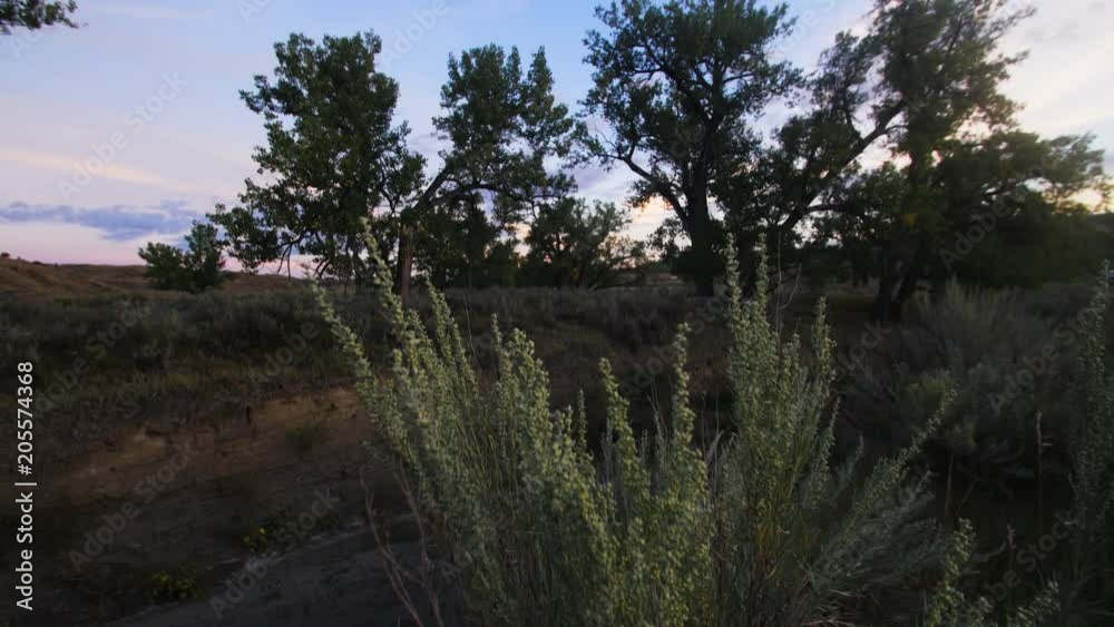 Tilt rack from sagebrush plant to cottonwood trees at sunrise near ditch Tilt rack from sagebrush plant to cottonwood trees at sunrise near ditch