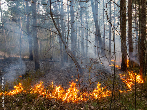 Fire in the forest, the dry grass burns