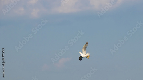 A gull change direction