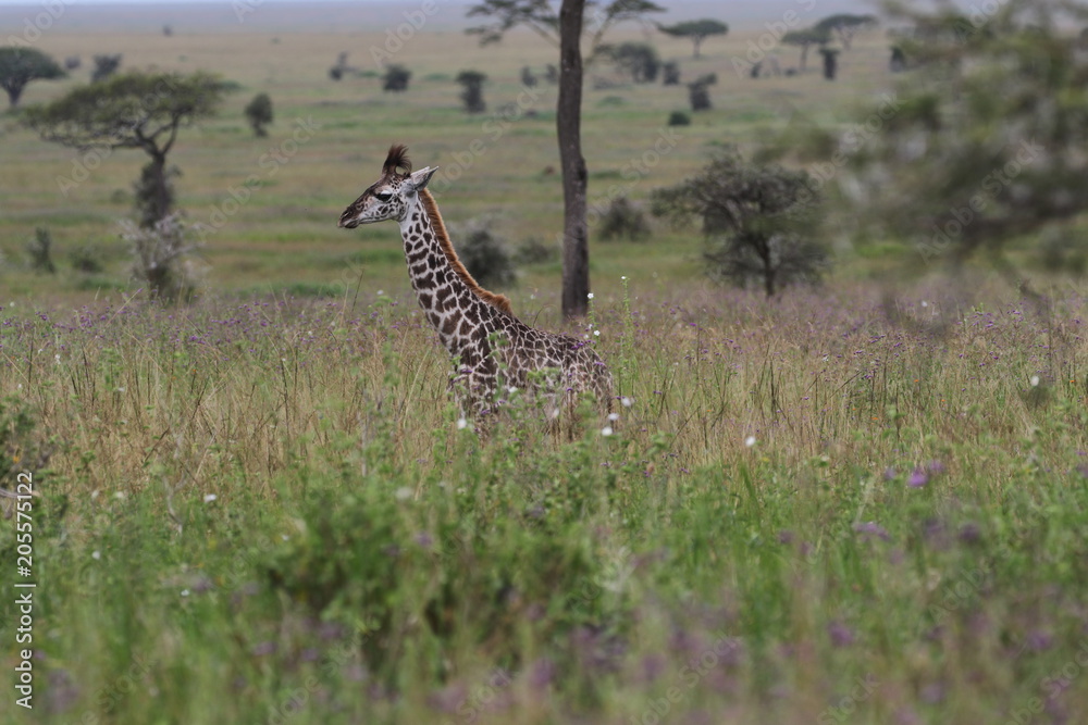 Masai Giraffe, Baby Giraffe around two weeks old, Serengeti, Tanzania Masai Giraffe, Baby Giraffe around two weeks old, Serengeti, Tanzania