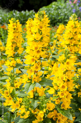 Paparveraceae - Papaver Orientale field flowers on a sunny day